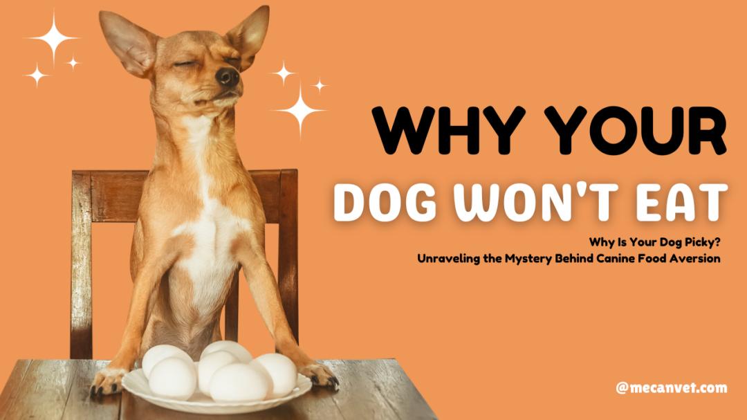 Reasons of Food Aversion in Dogs MeCan Animal